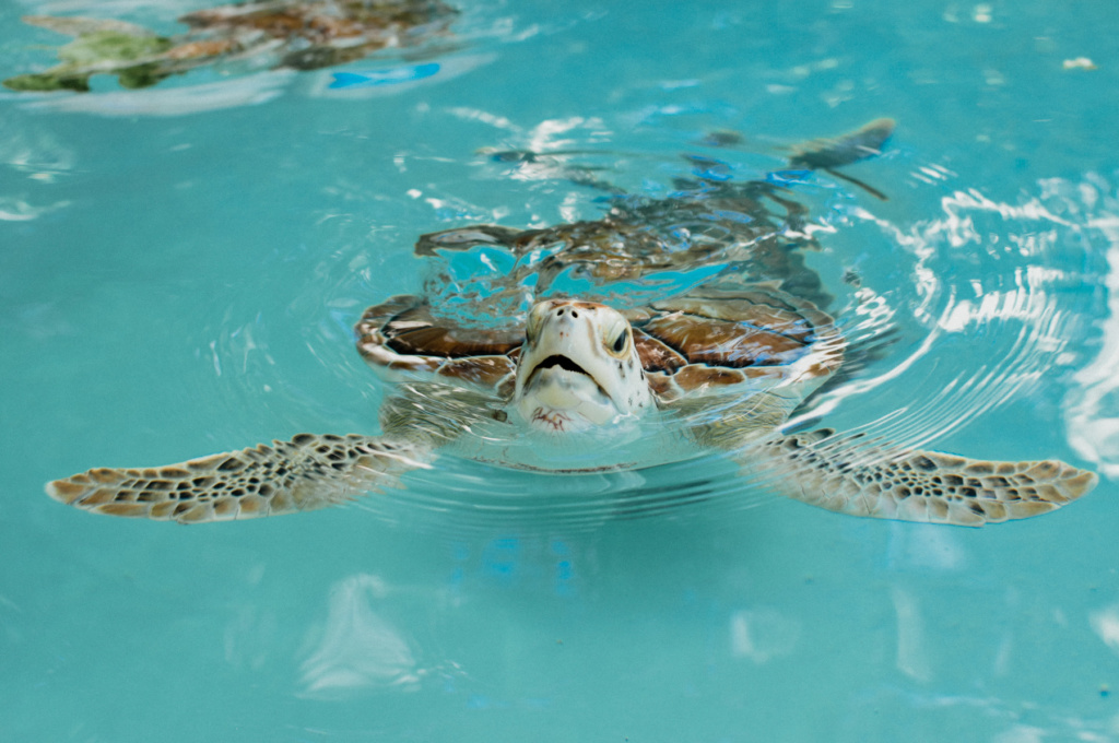 riviera_maya_fernando_meloschik