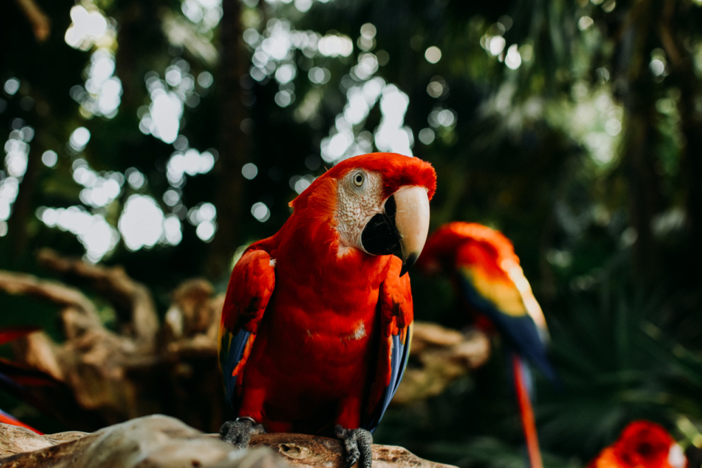 riviera_maya_fernando_meloschik