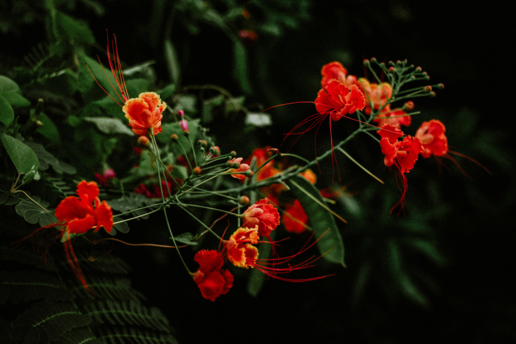 riviera_maya_fernando_meloschik