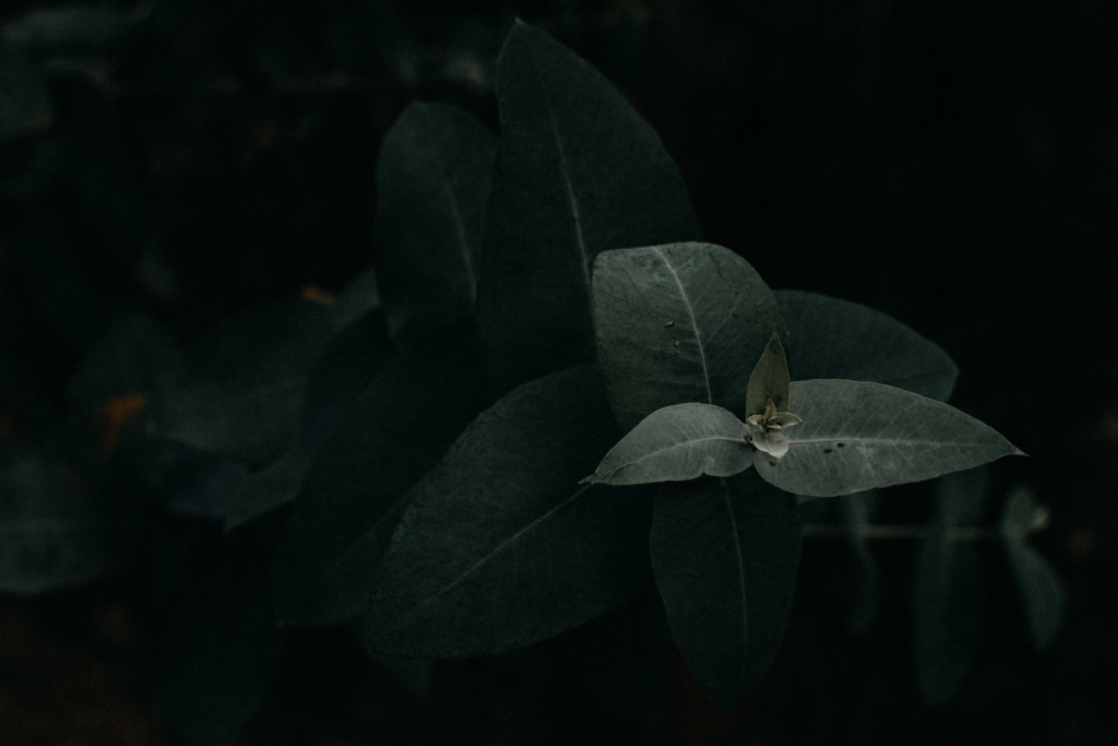 miramar_fernando_meloschik