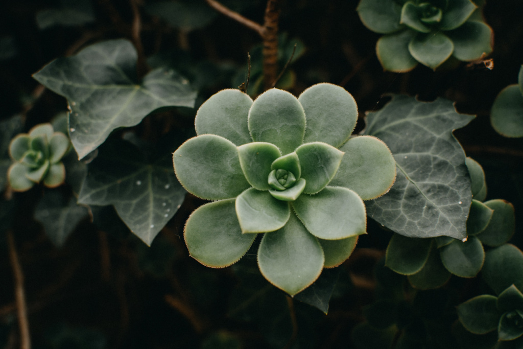 gruta_lourdes_fernando_meloschik