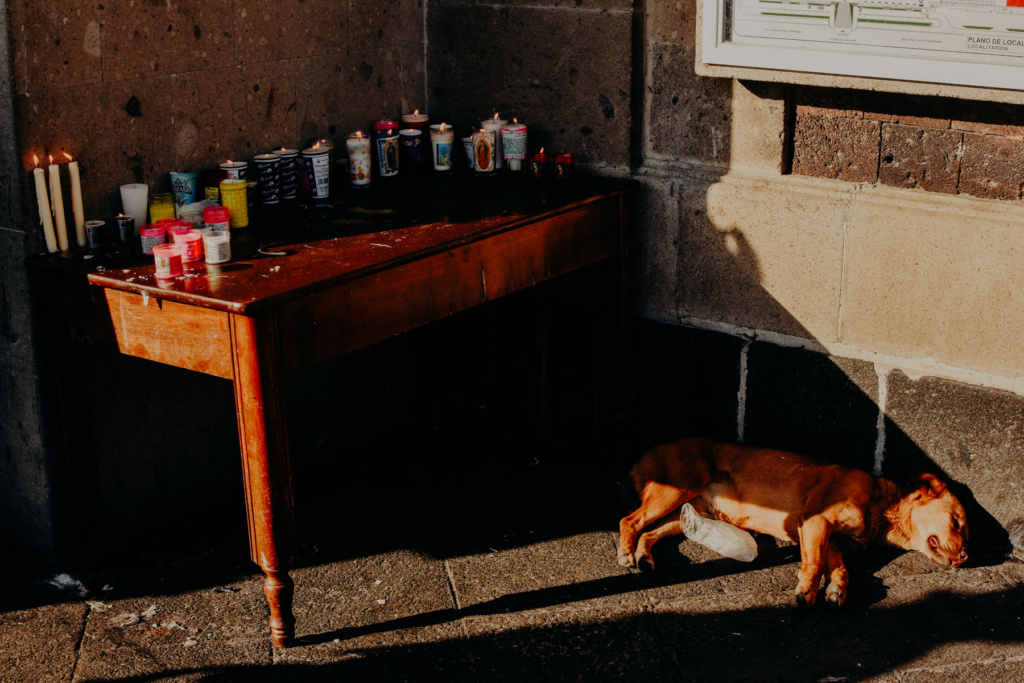 virgen_guadalupe_fernando_meloschik