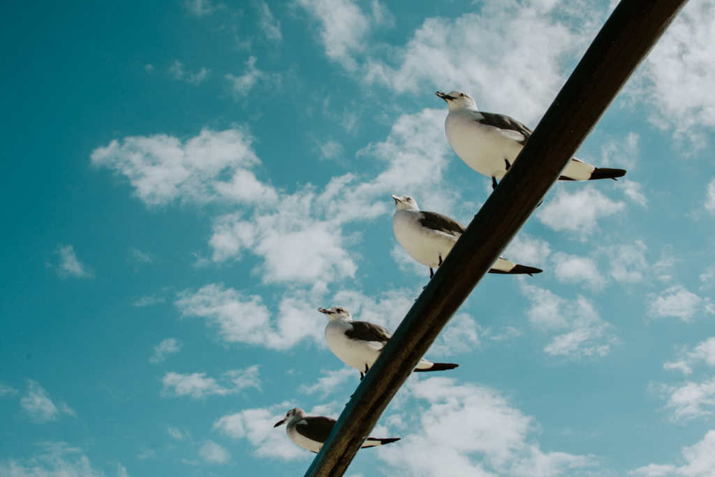 riviera_maya_fernando_meloschik