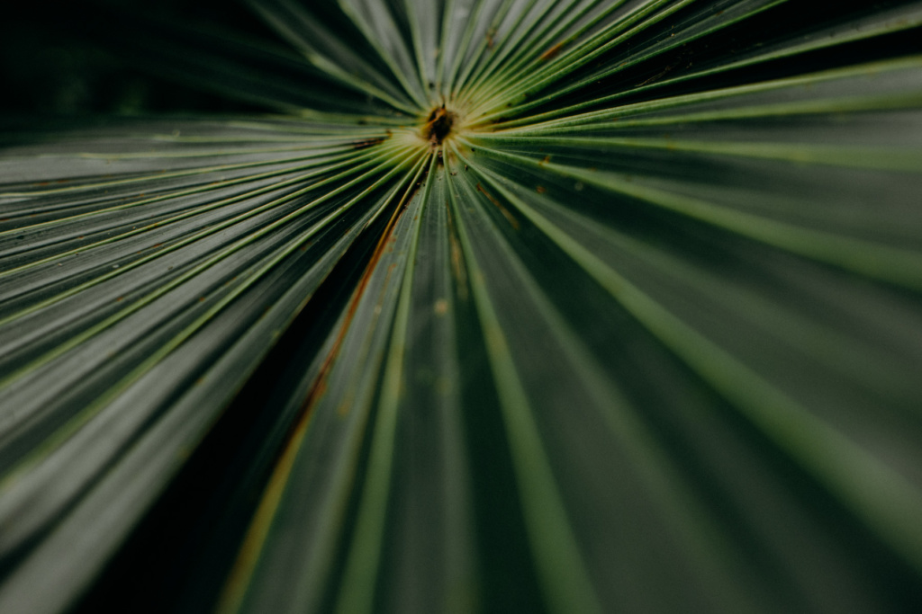 riviera_maya_fernando_meloschik