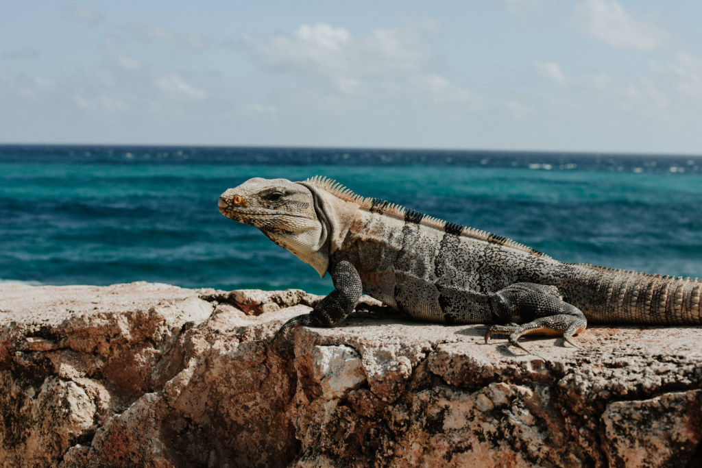 riviera_maya_fernando_meloschik